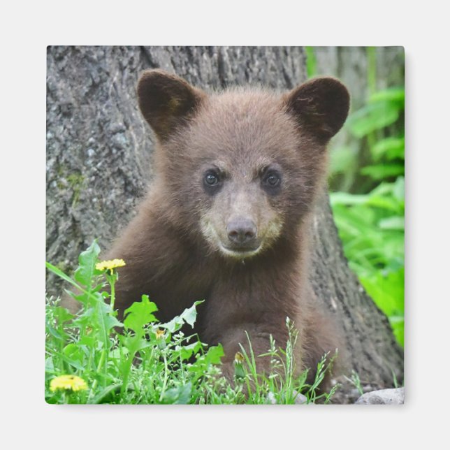 Cutest Baby djur | Björn Unge Magnet (Framsidan)