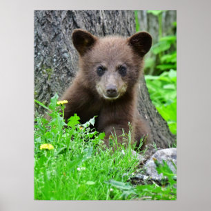 Cutest Baby djur Björn Unge Poster