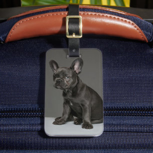 Cutest Baby djur   Blå Fransk Bulldog Puppy Bagagebricka
