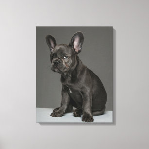Cutest Baby djur Blå Fransk Bulldog Puppy Canvastryck