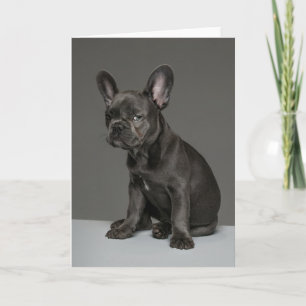 Cutest Baby djur Blå Fransk Bulldog Puppy Kort