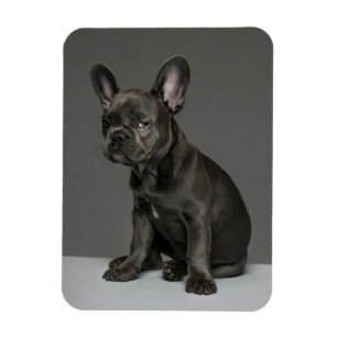 Cutest Baby djur   Blå Fransk Bulldog Puppy Magnet