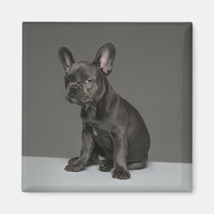 Cutest Baby djur Blå Fransk Bulldog Puppy Magnet