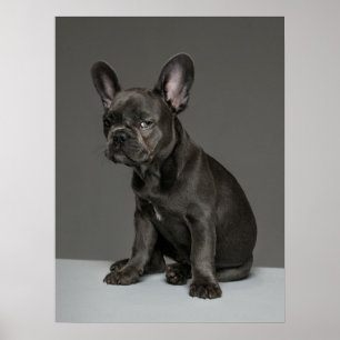 Cutest Baby djur Blå Fransk Bulldog Puppy Poster