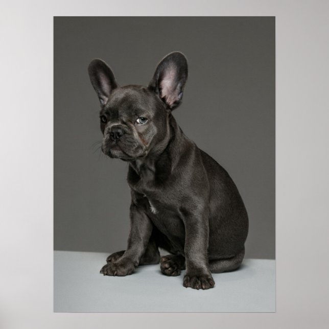 Cutest Baby djur | Blå Fransk Bulldog Puppy Poster (Framsidan)