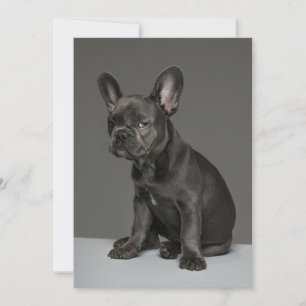 Cutest Baby djur Blå Fransk Bulldog Puppy Tack Kort