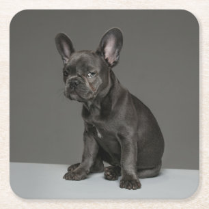 Cutest Baby djur   Blå Fransk Bulldog Puppy Underlägg Papper Kvadrat