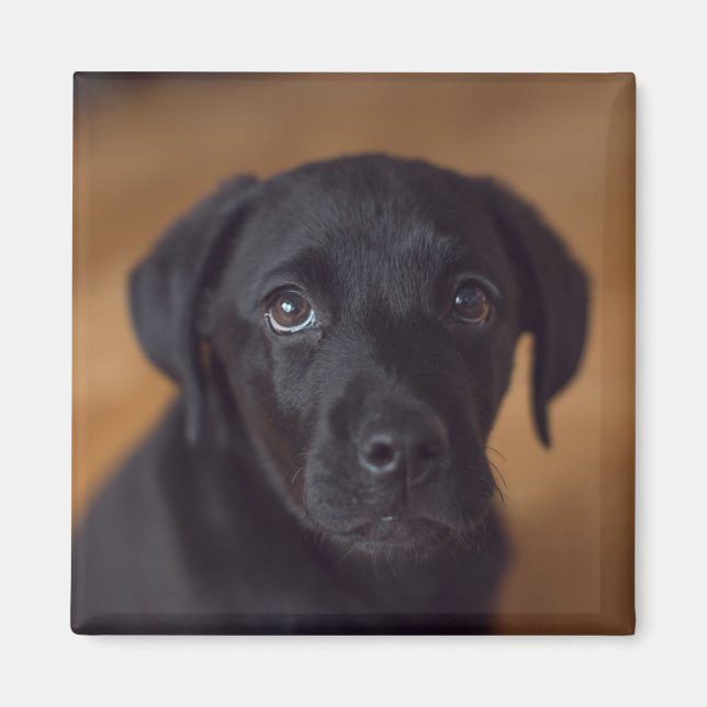 Cutest Baby djur | Black Labour Puppy Magnet (Framsidan)