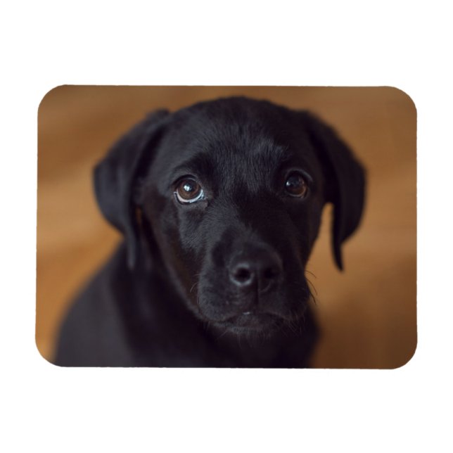 Cutest Baby djur | Black Labour Puppy Magnet (Horisontell)