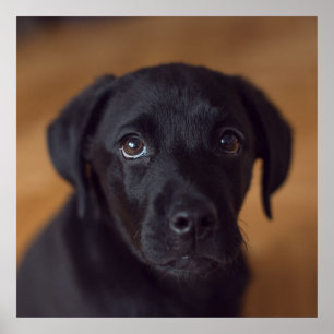 Cutest Baby djur Black Labour Puppy Poster
