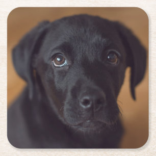 Cutest Baby djur Black Labour Puppy Underlägg Papper Kvadrat