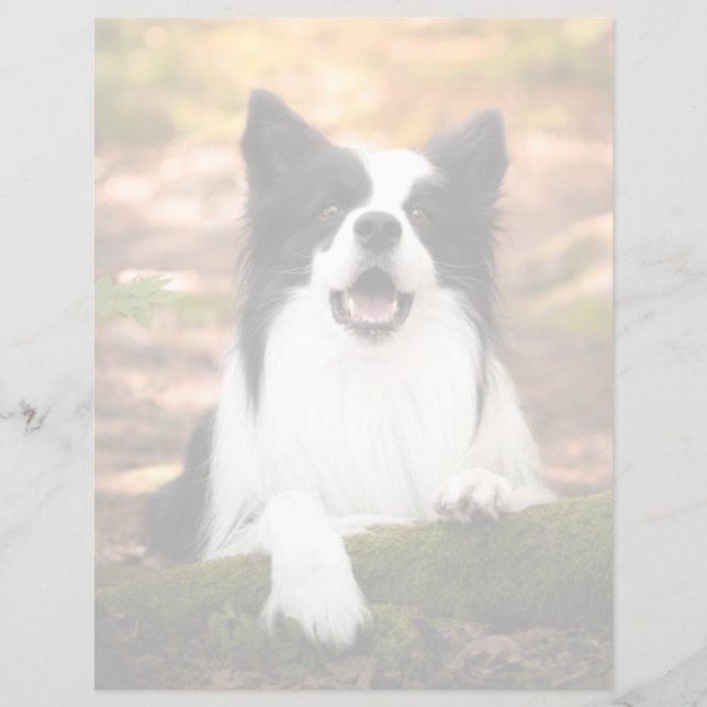 Cutest Baby djur | Black & White Gräns Collie (Framsida)