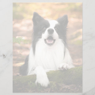 Cutest Baby djur Black & White Gräns Collie