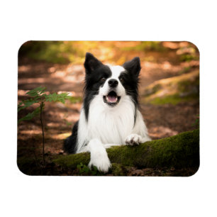 Cutest Baby djur Black & White Gräns Collie Magnet