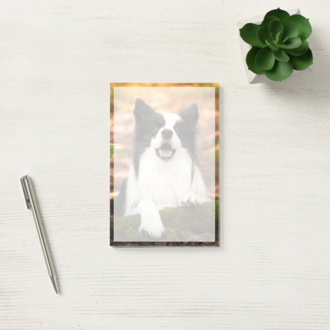 Cutest Baby djur | Black & White Gräns Collie Post-it Block (Kontor)