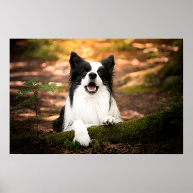 Cutest Baby djur | Black & White Gräns Collie Poster (Framsidan)
