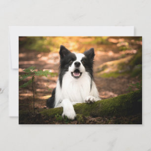 Cutest Baby djur Black & White Gräns Collie Tack Kort