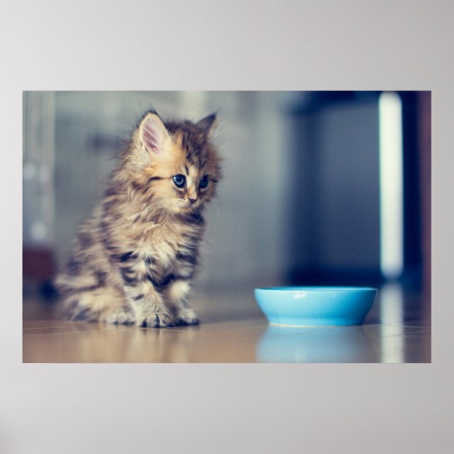 Cutest Baby djur | Blåögd persisk kitten Poster (Framsidan)