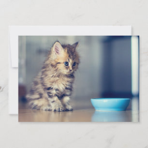 Cutest Baby djur Blåögd persisk kitten Tack Kort