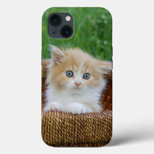 Cutest Baby djur Blue Eyed Kitten