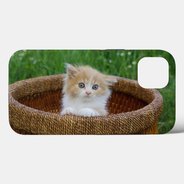 Cutest Baby djur | Blue Eyed Kitten (Baksida (horisontell))