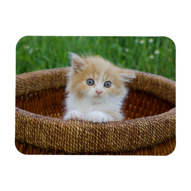 Cutest Baby djur | Blue Eyed Kitten Magnet (Horisontell)