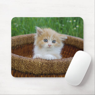 Cutest Baby djur Blue Eyed Kitten Musmatta