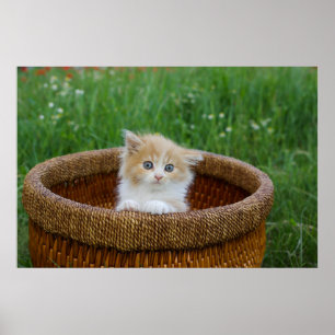 Cutest Baby djur Blue Eyed Kitten Poster