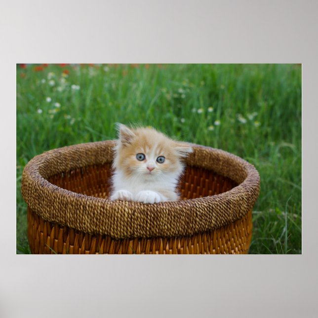 Cutest Baby djur | Blue Eyed Kitten Poster (Framsidan)