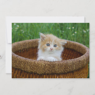 Cutest Baby djur   Blue Eyed Kitten Tack Kort