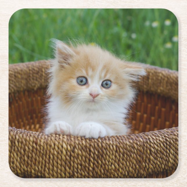 Cutest Baby djur | Blue Eyed Kitten Underlägg Papper Kvadrat (Framsidan)