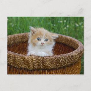 Cutest Baby djur   Blue Eyed Kitten Vykort