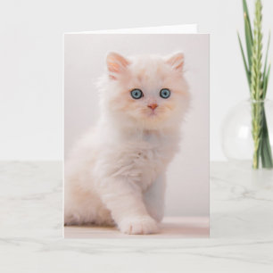 Cutest Baby djur Blue Öga Kitten Kort