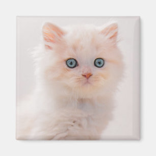 Cutest Baby djur Blue Öga Kitten Magnet
