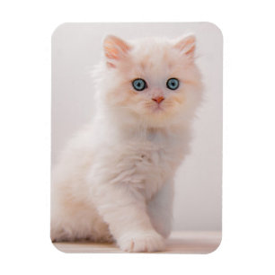 Cutest Baby djur Blue Öga Kitten Magnet