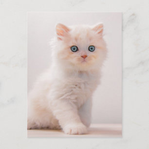 Cutest Baby djur   Blue Öga Kitten Vykort