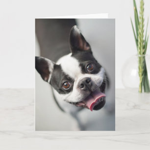 Cutest Baby djur Boston Bulldog Smile Kort