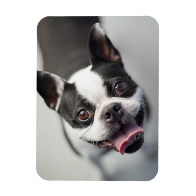Cutest Baby djur | Boston Bulldog Smile Magnet (Vertikal)