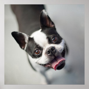Cutest Baby djur   Boston Bulldog Smile Poster