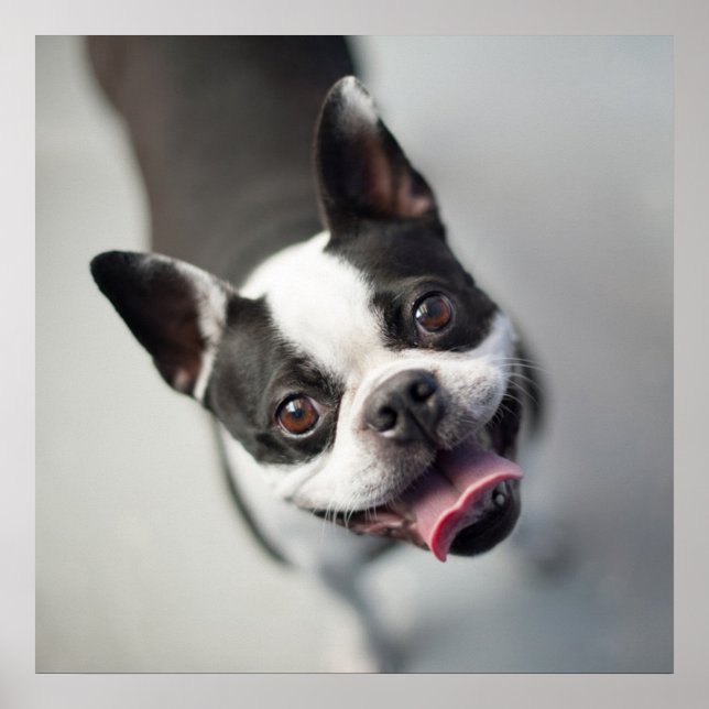 Cutest Baby djur | Boston Bulldog Smile Poster (Framsidan)