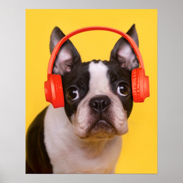 Cutest Baby djur | Boston Terrier-hörlurar Poster (Framsidan)