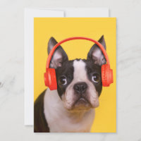 Cutest Baby djur | Boston Terrier-hörlurar