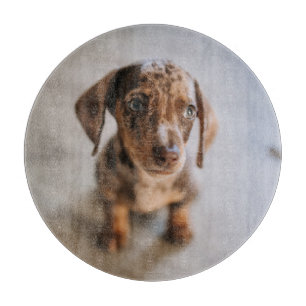 Cutest Baby djur Brown Dachshund Puppy