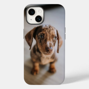 Cutest Baby djur   Brown Dachshund Puppy