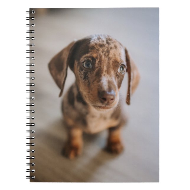Cutest Baby djur | Brown Dachshund Puppy Anteckningsbok (Framsidan)