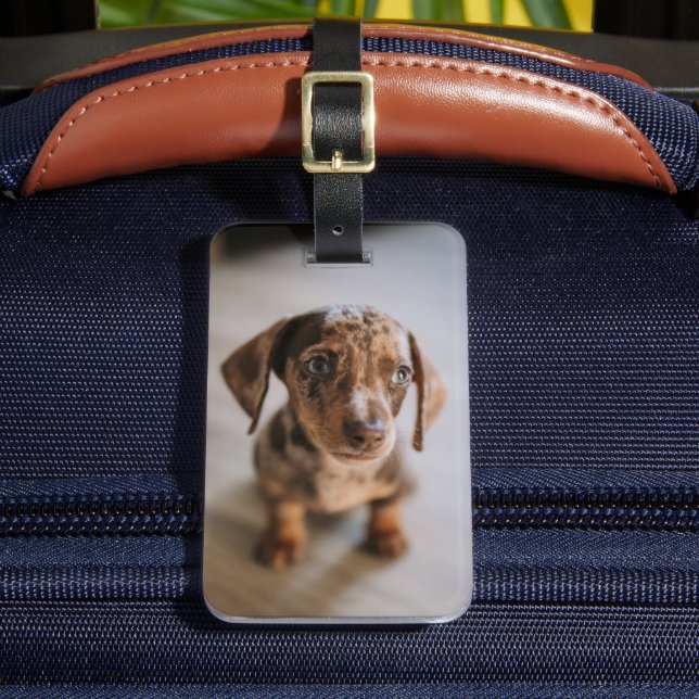 Cutest Baby djur | Brown Dachshund Puppy Bagagebricka (Framsida Insitu 2)