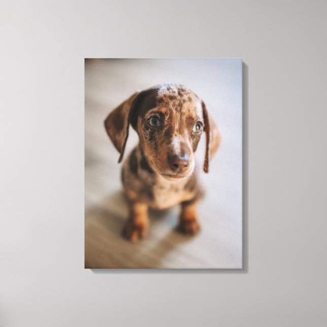 Cutest Baby djur | Brown Dachshund Puppy Canvastryck (Framsida)