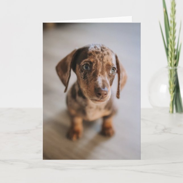 Cutest Baby djur | Brown Dachshund Puppy Kort (Framsida)