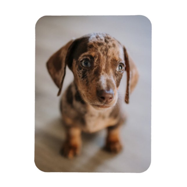 Cutest Baby djur | Brown Dachshund Puppy Magnet (Vertikal)