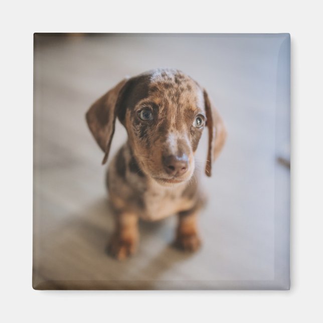Cutest Baby djur | Brown Dachshund Puppy Magnet (Framsidan)